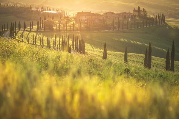 Podere Baccoleno, Asciano, Crete senesi, Tuscany, Italy.