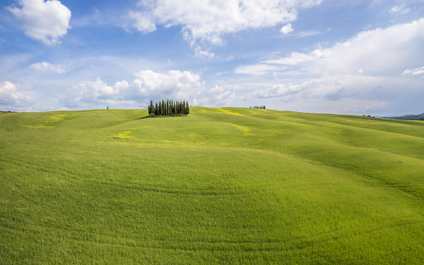 San Quirico d'Orcia cypresses, Val d'Orcia, Tuscany, Italy