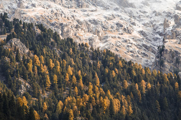 Colorful trees during autumn, Puez Odle Natural Park, South Tyrol, Italy