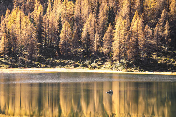Yellow trees reflecting themselves on San Giuliano Lake, Trentino Alto Adige, Italy