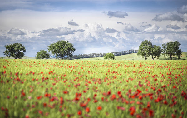 A field full of poppies among Tuscany hills. Siena Contryside, Tuscany, Italy
