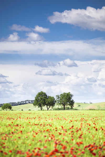 A field full of poppies among Tuscany hills. Siena Contryside, Tuscany, Italy