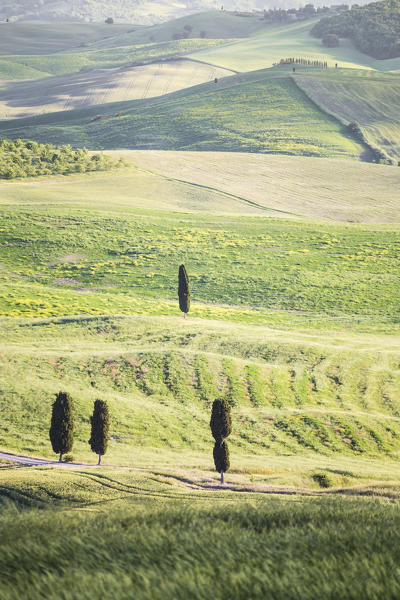 The green hills of Val d'Orcia, Tuscany, Italy