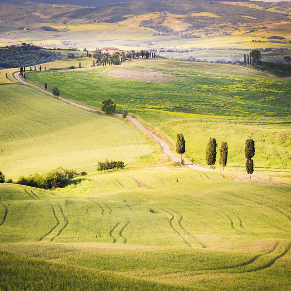 The green hills of Val d'Orcia, Tuscany, Italy