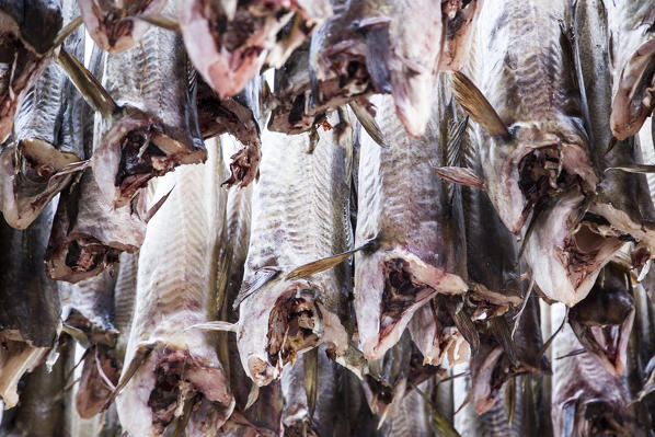 Dried cod in Lofoten Islands, Norway