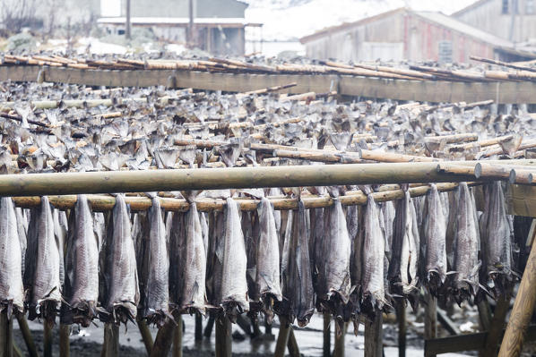 Dried cod in Lofoten Islands, Norway