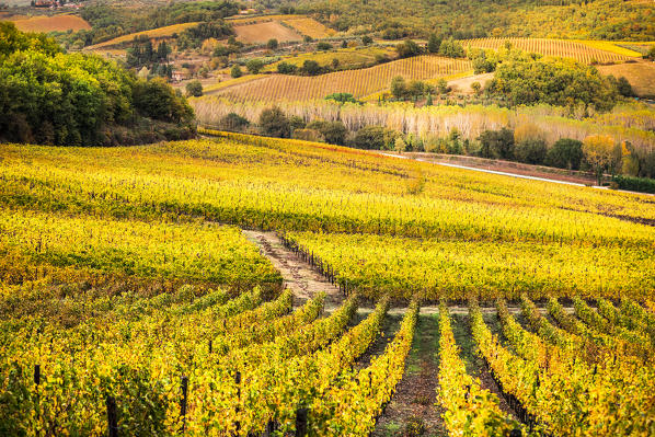 Chianti vineyards during autumn, Castellina in Chianti, Florence province, Tuscany, Italy