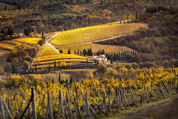 Chianti vineyards during autumn, Castellina in Chianti, Florence province, Tuscany, Italy 