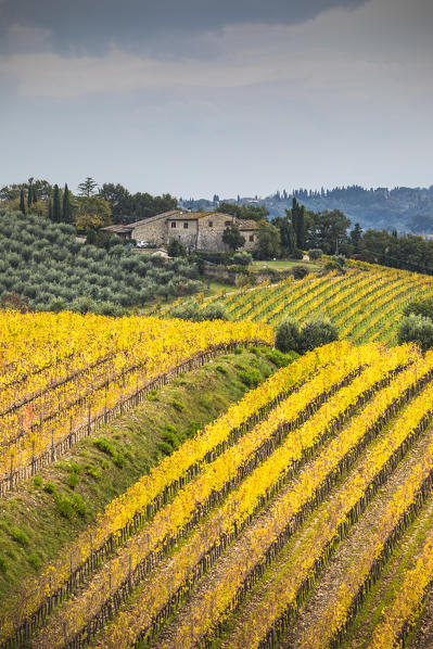 Chianti vineyards during autumn, Castellina in Chianti, Florence province, Tuscany, Italy