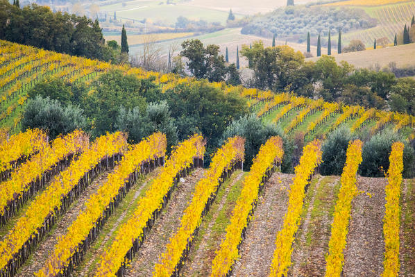 Chianti vineyards during autumn, Castellina in Chianti, Florence province, Tuscany, Italy