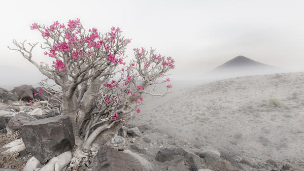 Adenium obesum in Lake Natron area, Northern Tanzania, with the active volcano Ol Doinyo Lengai (Oldoinyo Lengai) in the background
