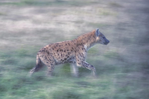 Hyena panning in Maasaimara, kenya
