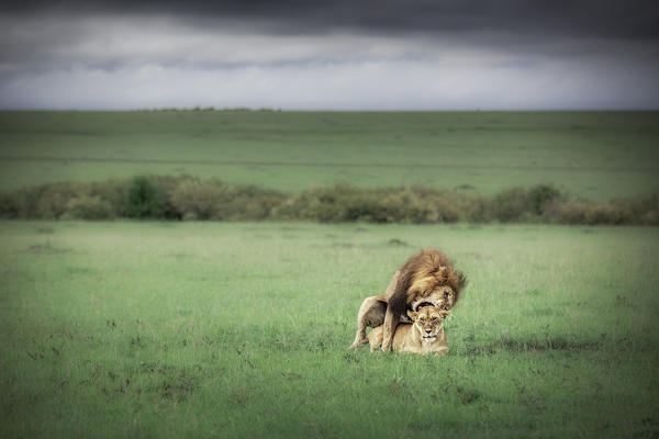 lions mating in maasaimara national reserve, Kenya