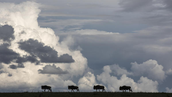 a herd of wildebeest in the masaimara, Kenya