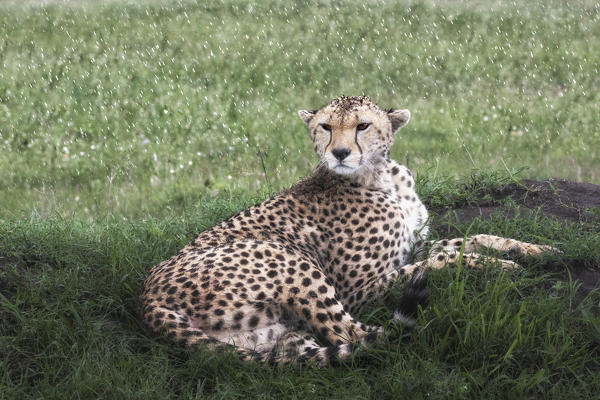 Cheetah (acinonyx jubatus) at rest in the rain, maasaimara, kenya