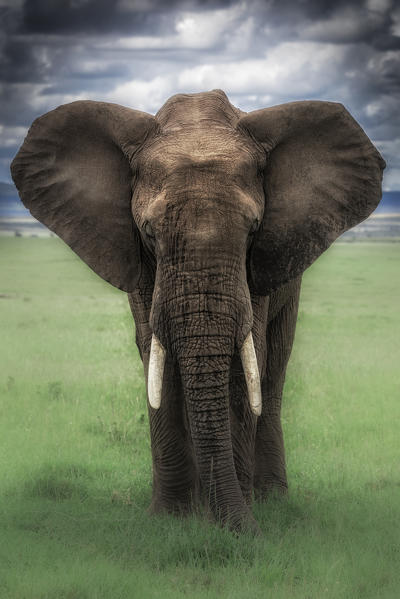 Elephant in the maasaimara, Kenya
