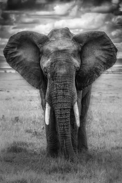 Elephant in the maasaimara, Kenya