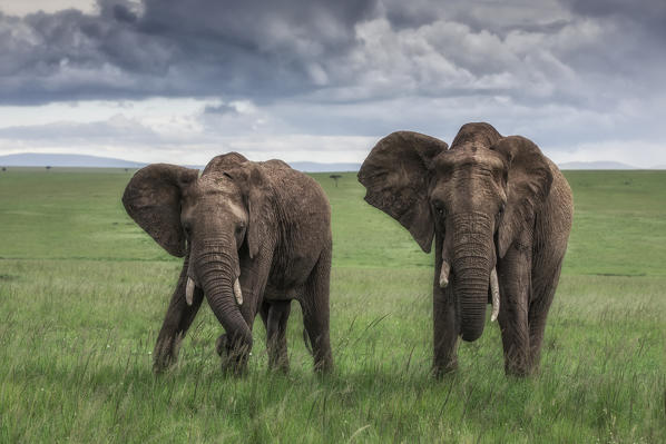 Elephants in the maasaimara, Kenya
