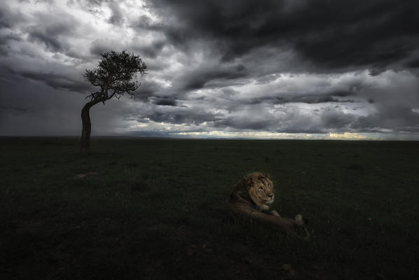 Lion (panthera leo) in the maasaimara national reserve, kenya