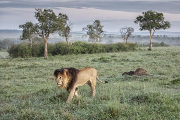 Iconic Lion scarface (panthera leo) in the maasaimara national reserve, kenya