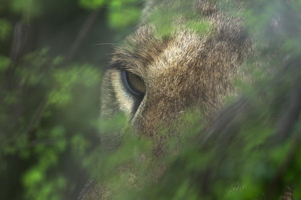 Lioness portrait (panthera leo) in the maasaimara national reserve, kenya