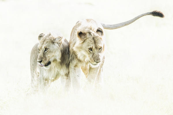 a pair of Lion (panthera leo) in the maasaimara national reserve, kenya