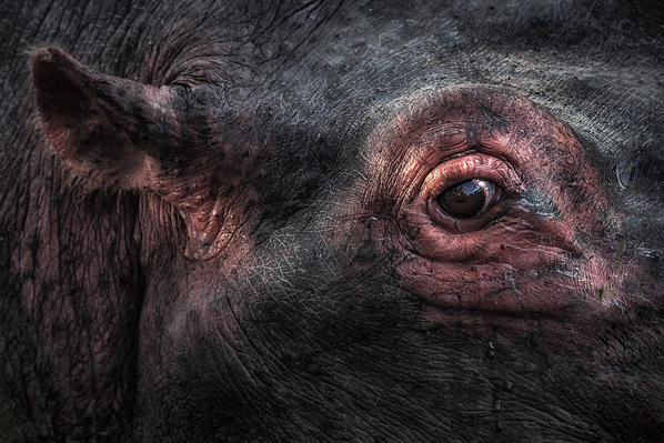 the eye of the hippopotamus (Hippopotamus amphibius), Maasaimara national reserve, kenya
