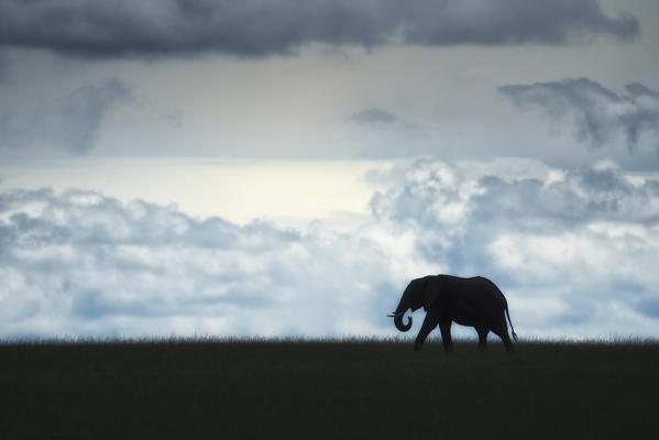 Elephant silhouette (loxodonta africana) in the maasai mara, Kenya