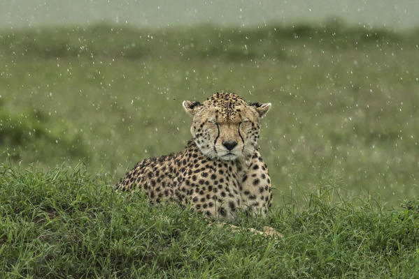 Cheetah (acinonyx jubatus) at rest in the rain, maasaimara, kenya