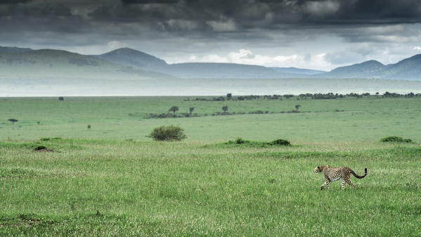 Cheetah (acinonyx jubatus) walking in the rain, maasaimara, kenya