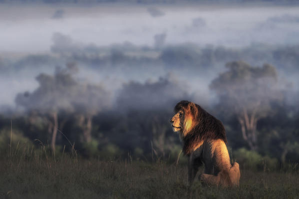 Iconic Lion scarface (panthera leo) in the maasaimara national reserve, kenya