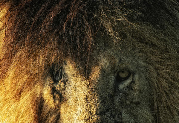 portrait of the Iconic Lion scarface (panthera leo) in the maasaimara national reserve, kenya