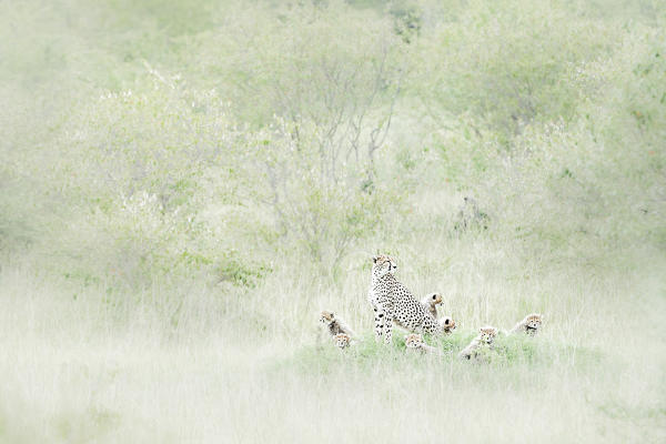 Cheetah family (acinonyx jubatus) in the Masai mara national reserve