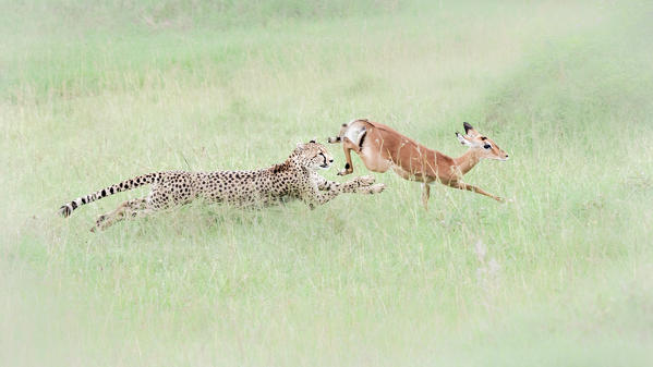 Cheetah (acinonyx jubatus) hunting an impala (Aepyceros melampus) in the Maasai Mara National Reserve, Kenya