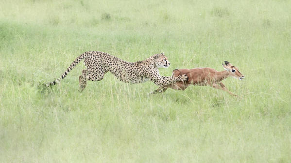 Cheetah (acinonyx jubatus) hunting an impala (Aepyceros melampus) in the Maasai Mara National Reserve, Kenya
