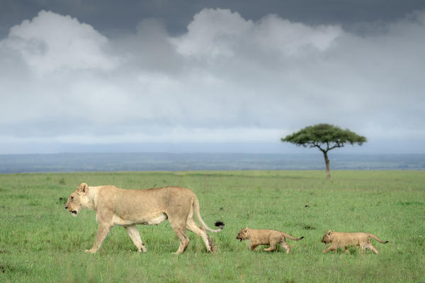A lioness with two cubs in the Masai Mara National Reserve, Kenya

