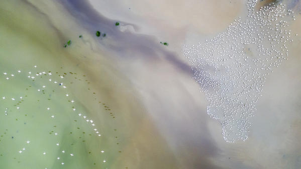 Aerial view of lesser and greater flamingos gathering in Lake Bogoria, rift valley, Kenya
