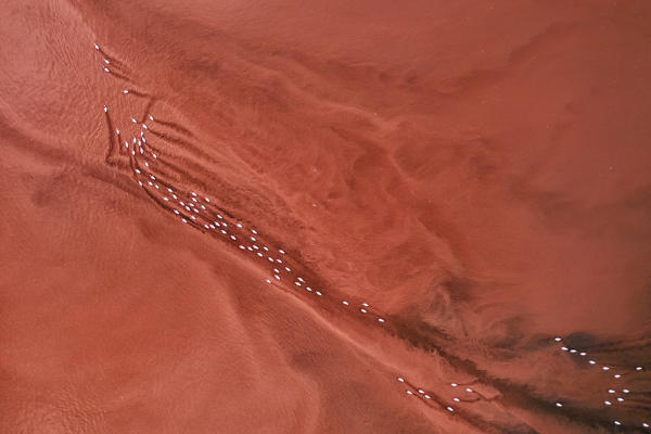 Lesser and greater flamings gathering in Lake Bogoria, Rift Valley, Kenya
