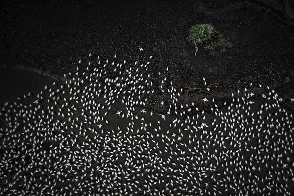 Aerial view of lesser and greater flamingos gathering in Lake Bogoria, rift valley, Kenya
