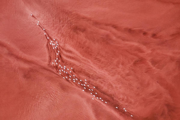 Flamingos feeding in alkaline waters in the rift valley, Lake Bogoria, Kenya
