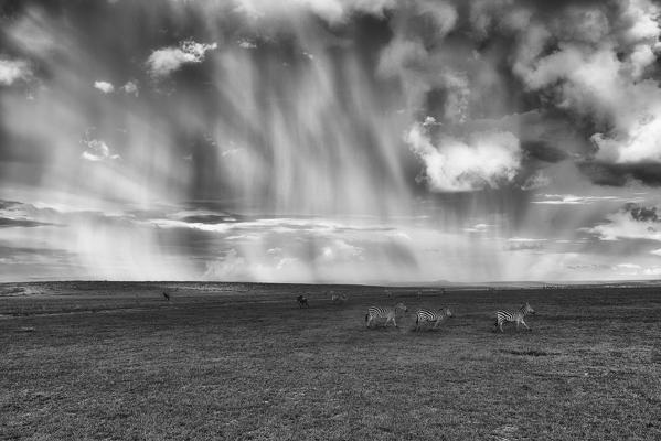 a herd of zebras in heavy rain crossing the Maasai mara plains, Kenya