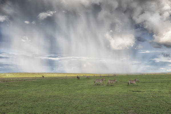 a herd of zebras in heavy rain crossing the Maasai mara plains, Kenya
