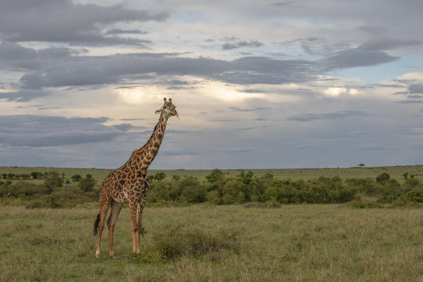 Masai giraffe (Giraffa tippelskirchi) in the Maasai mara game reserve, Kenya