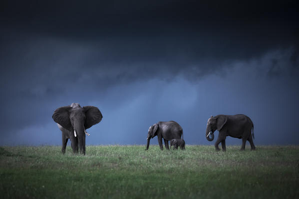 African elephants (loxodonta africana) in the Maasai mara game reserve during the rainy season