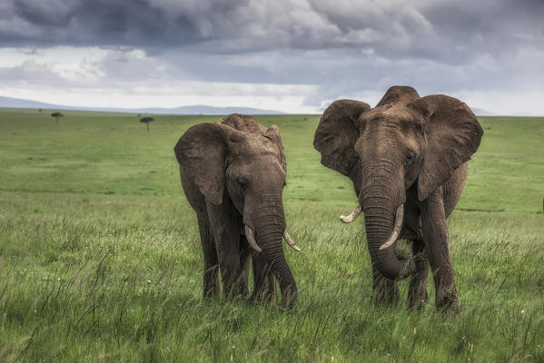 African elephants (loxodonta africana) in the Maasai mara game reserve during the rainy season