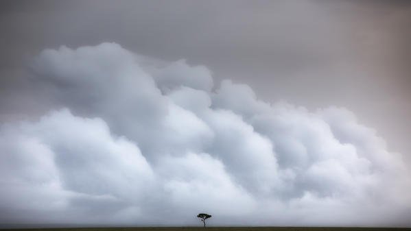 A lonely tree in the vast grassland of the Maasai Mara game reserve, Kenya


