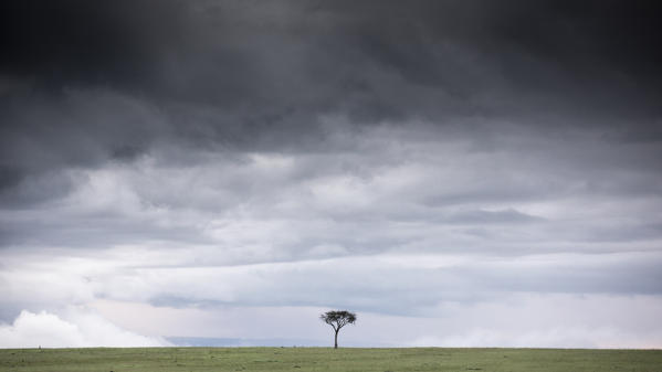 A lonely tree in the vast grassland of the Maasai Mara game reserve, Kenya

