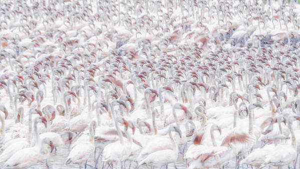 A texture of lesser flamingos (Phoeniconaias minor) in Lake Bogoria, Kenya