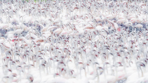 A texture of lesser flamingos (Phoeniconaias minor) in Lake Bogoria, Kenya