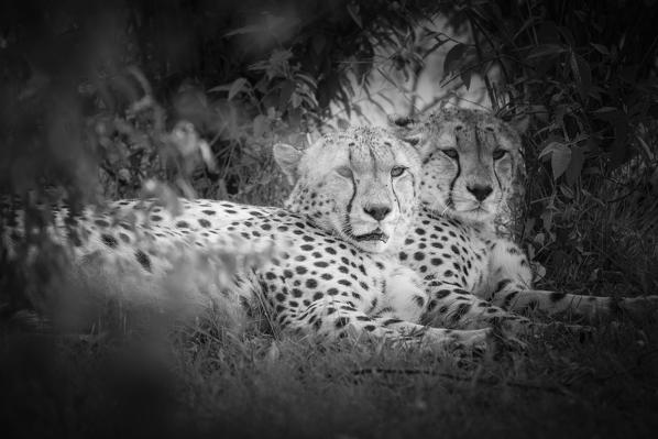 Cheetahs (acinonyx jubatus) in the maasai mara game reserve, kenya
